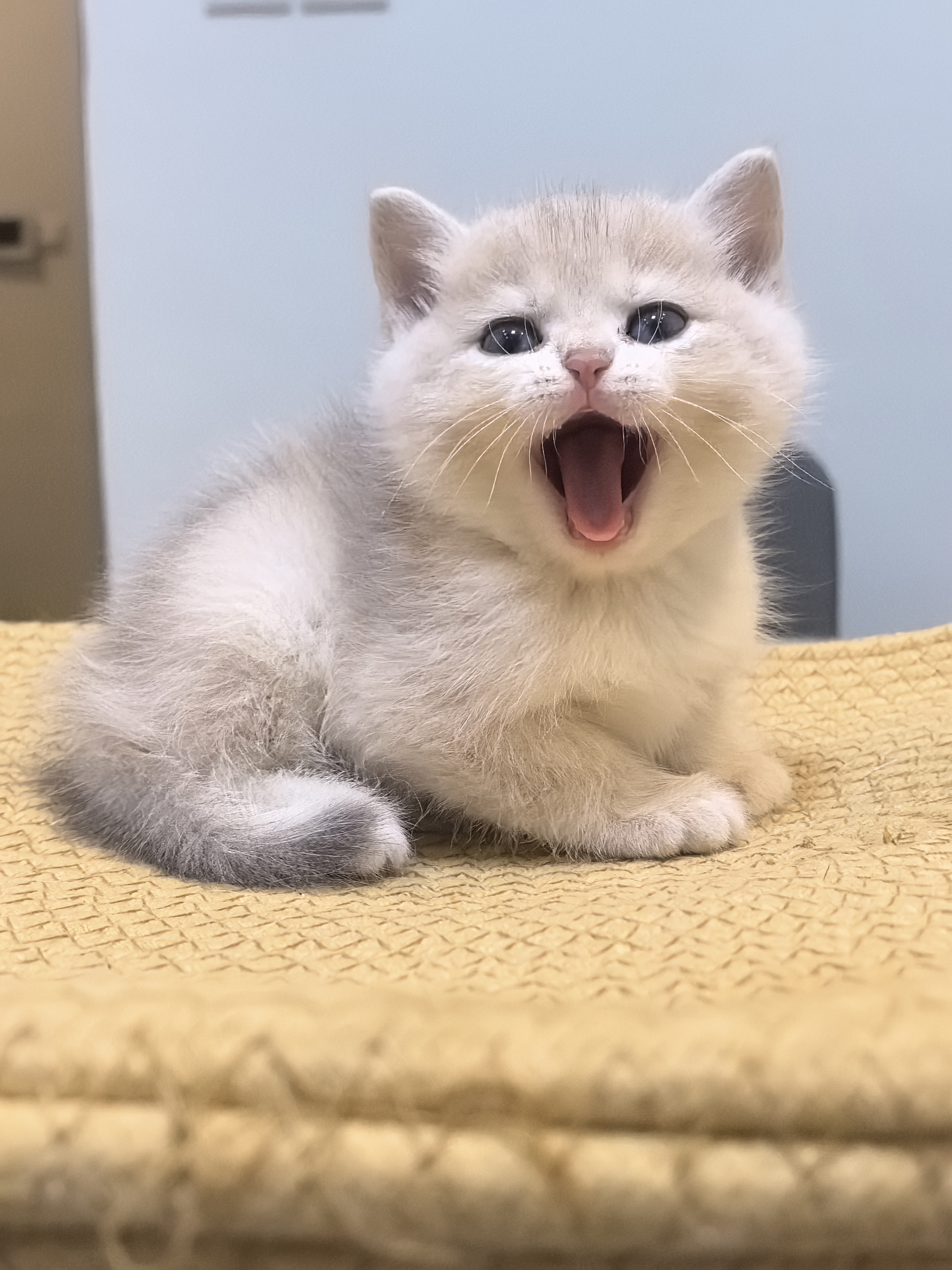 11色大饼脸蓝金弟弟